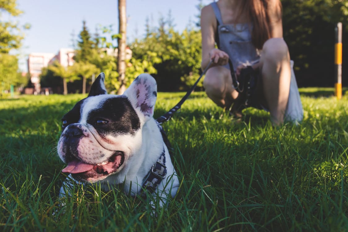 DogFriendly Parks in Dublin